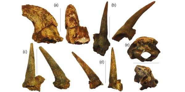 Antidorcas from Kromdraai Unit P: (a) Right horn-core of a male (A. recki) shown in side and front views (KW 9995). (b) Left horn-core in front and side views (KW 11161). (c) Right horn-core in front and side views (KW 10704). (d) Right horn-core in side and front views (KW 9611). (e) Partial back of the skull (occipital bone) (KW 10410). Scale = 5 cm. Contact Authors: